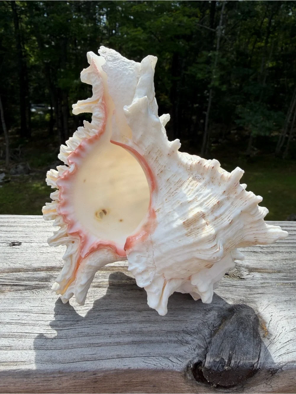 Large 5” SeaShell | Looks Great with an Airplant Inside 🐚🪴